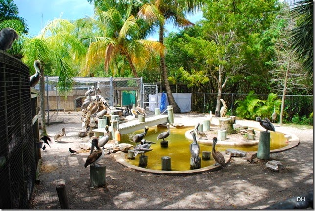 03-13-15 A Wildlife Park in Punta Gorda (58)