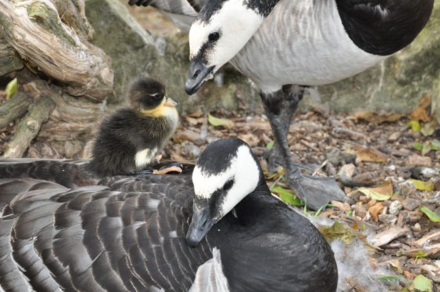 [DSC_0544%255B3%255D.jpg]