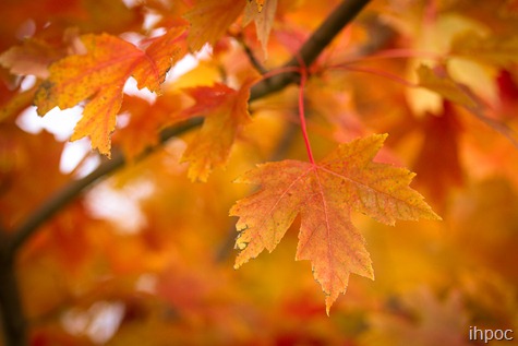 IMG_6010 IMG_6010