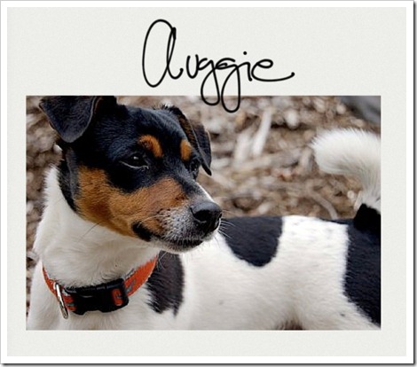 Auggie (2)