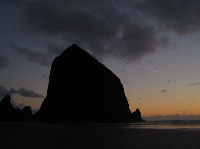 birds swarming around Haystack Rock