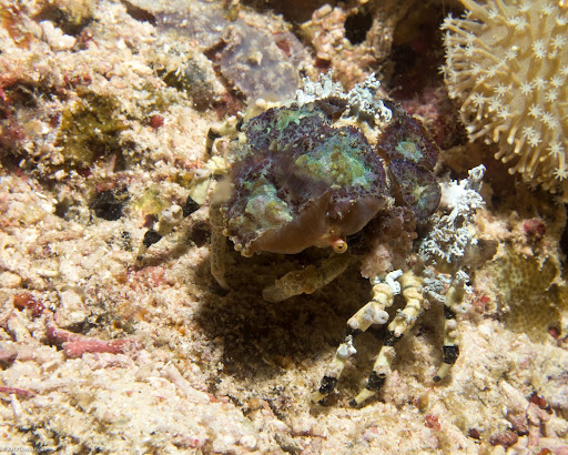 P7064826