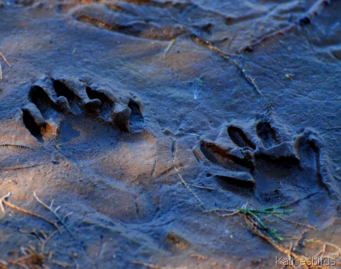 21. footprints-kab 21. footprints-kab