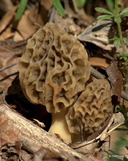 Mushroom_MG_3233_1753.jpg-morels