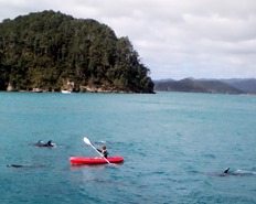 Freewind - kayaking with dolphins