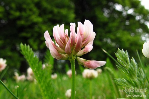 g12_20110620_clover1