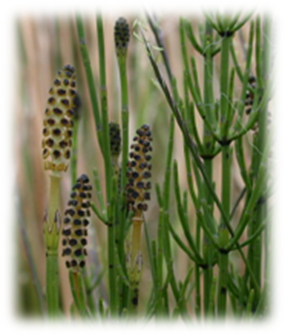 Equisetum Equisetum