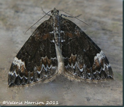 dark-marbled-carpet (4) dark-marbled-carpet (4)