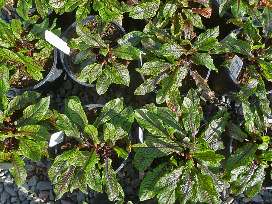 [120310_UCDArboretum_Rumex-sanguineus-sanguineus%255B3%255D.jpg]