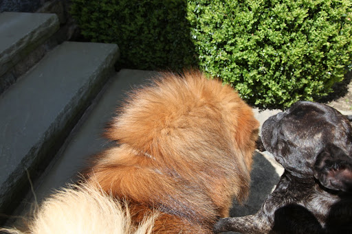 You have so much fur, G.K.!  But I think I've found the clasp.