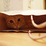 20120207Dora