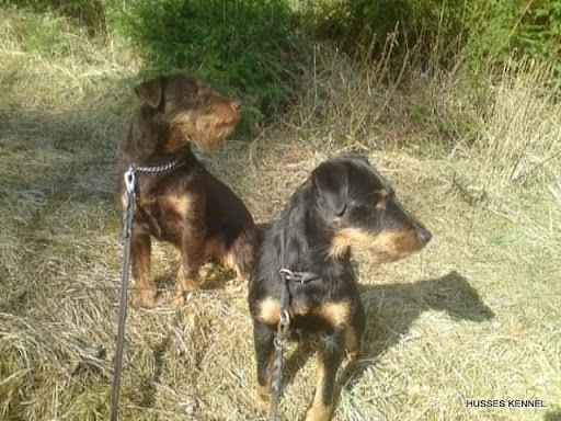 Tysk Jaktterrier Tysk Jaktterrier