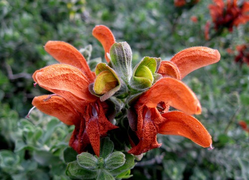 [Salvia%2520africana%2520lutea%255B4%255D.jpg]