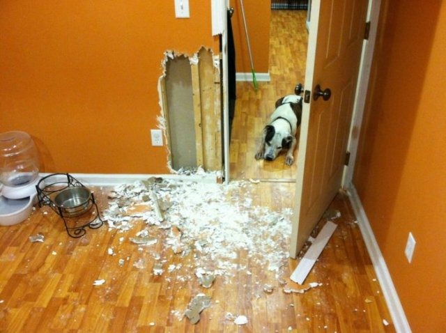 [dog-destroys-wall-home-1%255B2%255D.jpg]