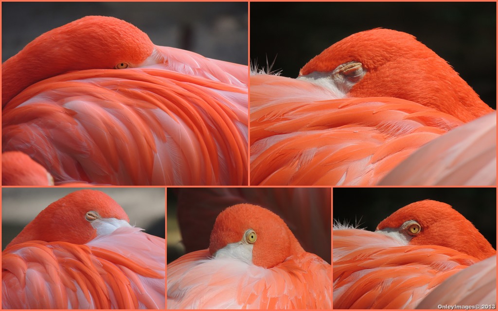 [flamingo%2520collage3%255B4%255D.jpg]