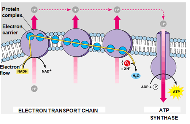 Electron Transport Chain Electron Transport Chain