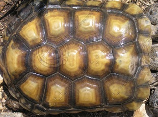 tortoise-shell tortoise-shell