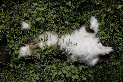 Now he's just lying there motionless!