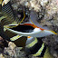 Fish - Oak Beach, Australia