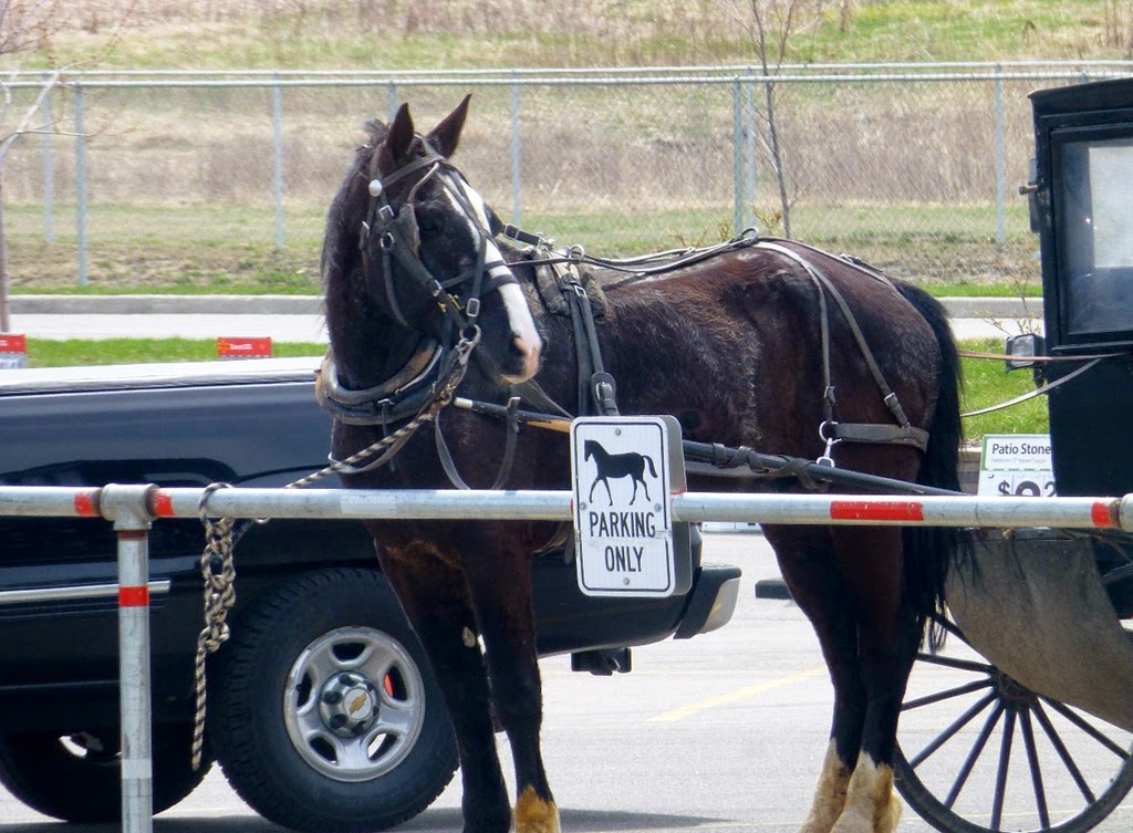[Amish-Buggy-22.jpg]