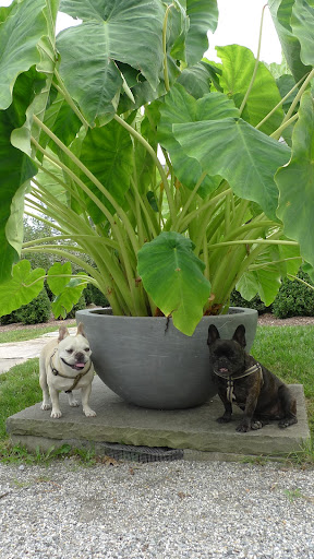 This large potted Alocasia was too heavy to be moved, so Shaun tied up the leaves.  It sustained some damage but thankfully, is looking much better now.