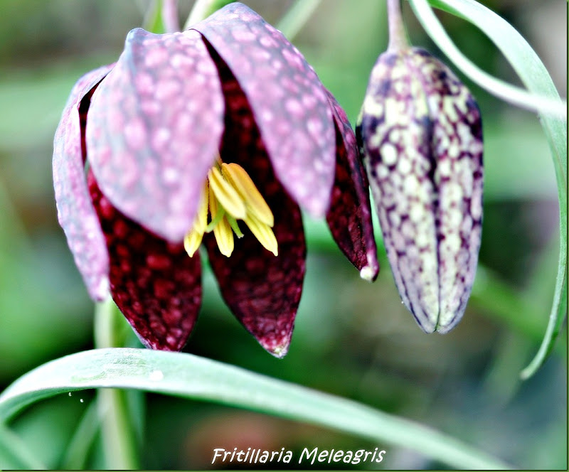 fritillaria meleagris
