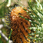 DSC_0171.JPG