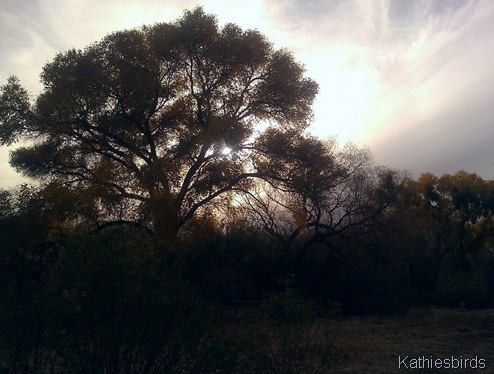 12-18-13 Cottonwood tree at sunset-kab