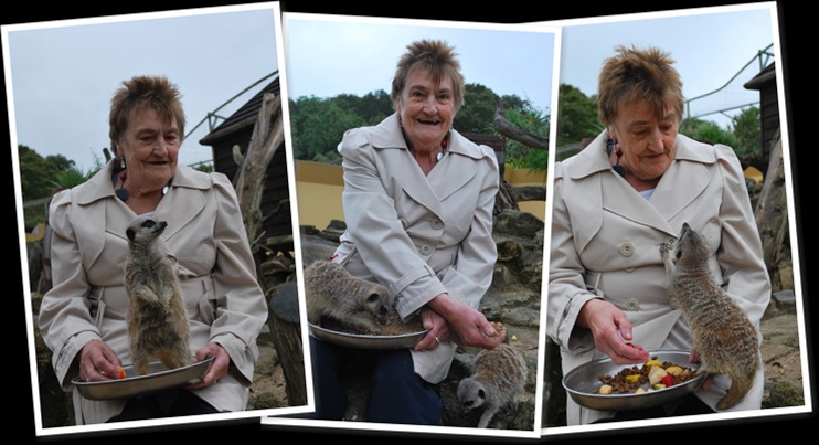 View Irene Meerkat Enc