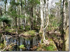 Joshua Creek in the woods