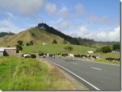 New Zelands Trafic jam