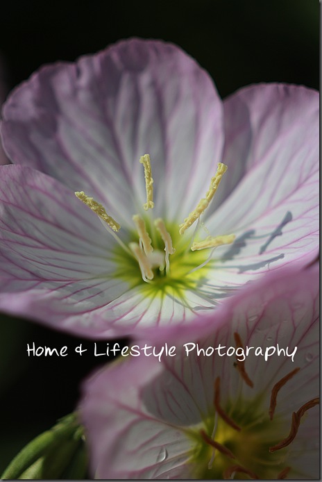 Home & Lifestyle Home & Lifestyle