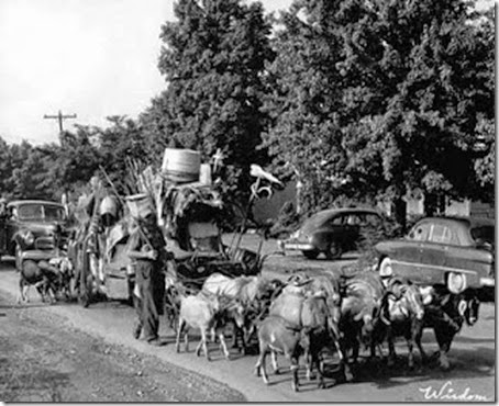 Goatman_Albany Goatman_Albany