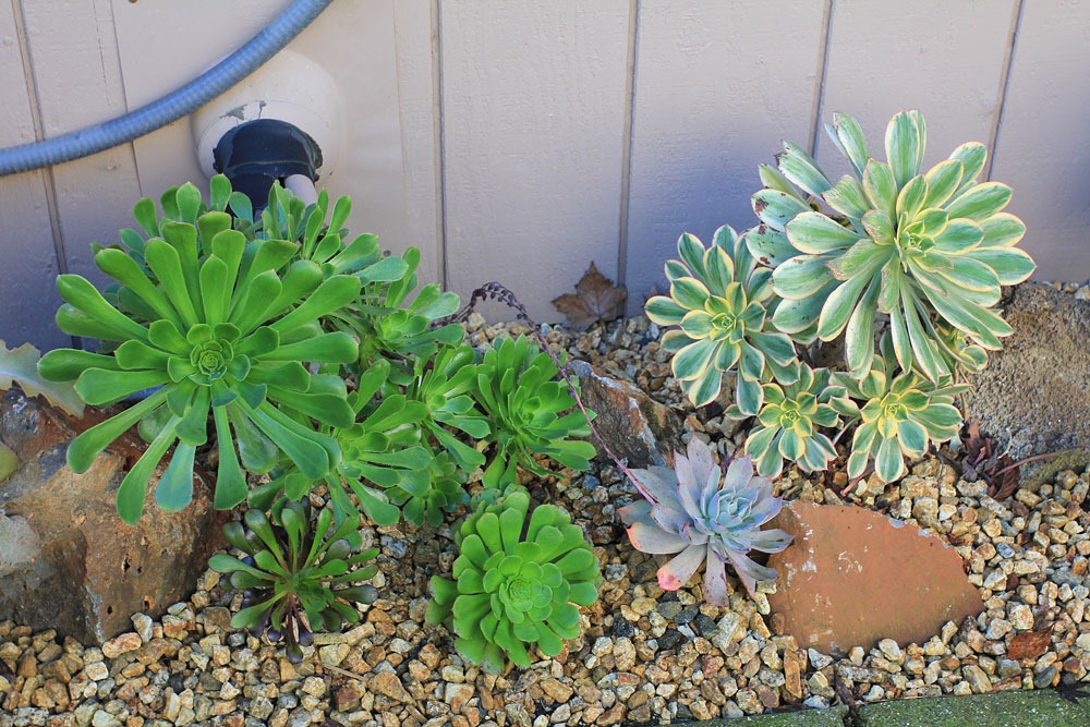 [130126_Aeoniums-in-backyard_04%255B2%255D.jpg]