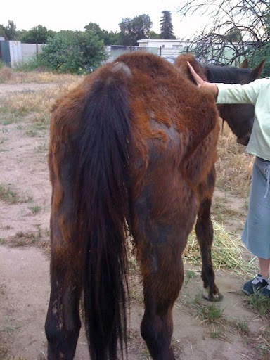 Thankfully, Phonix's owner was willing to sign him over to the care of NorCal. While he was headed for a very long recovery, he was also facing a bright and happy future thanks to Tawnee and her crew! Thankfully, Phonix's owner was willing to sign him over to the care of NorCal. While he was headed for a very long recovery, he was also facing a bright and happy future thanks to Tawnee and her crew!