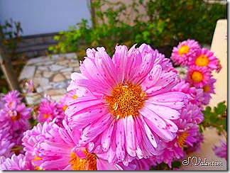P1190044 P1190044