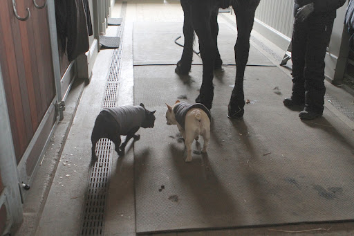 Let's be really, really careful walking around the large feet of the Friesians, if you know what I mean.
