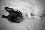 A dog awakened from deep REM sleep may seem irritated or grouchy. The same goes for humans! A dog awakened from deep REM sleep may seem irritated or grouchy. The same goes for humans!
