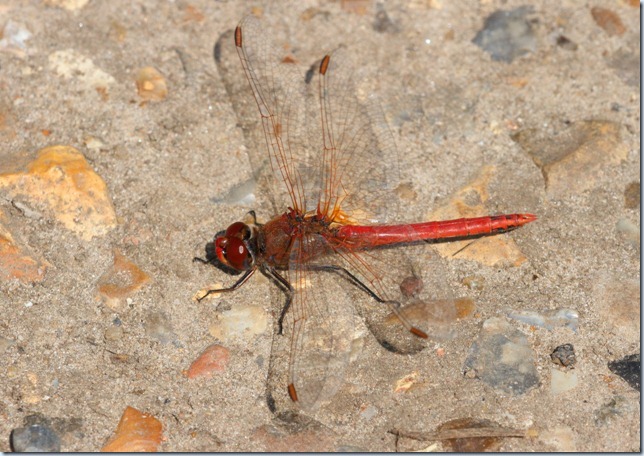 red-veined_darter1