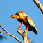 Buff-necked Ibis