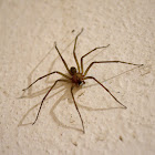Chilean recluse