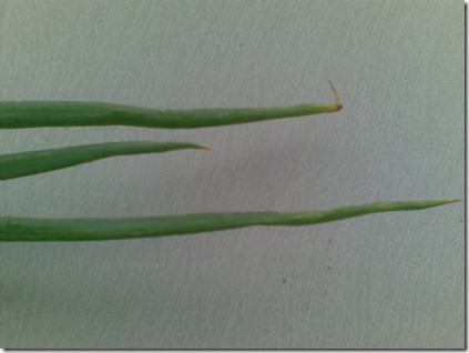 daun-bawang-tanpa-perekat daun-bawang-tanpa-perekat