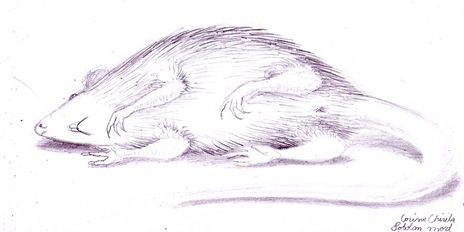 Sobolan morta - dead rat Sobolan morta - dead rat