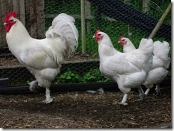           White-Langshan-chicken-breed