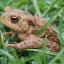 Common Toad