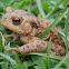 Common Toad