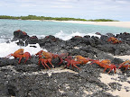 Islas Galapagos - Cangrejos