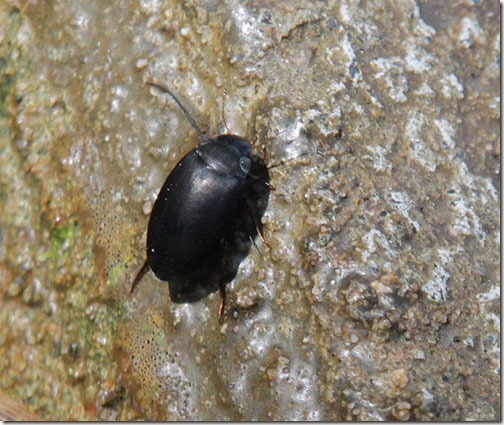 water-beetle