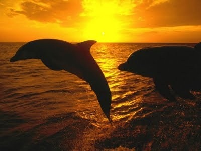 [delfines%2520al%2520sol%255B3%255D.jpg]