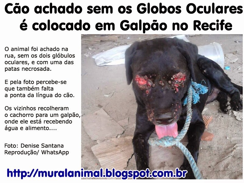 [cao-recife%255B3%255D.jpg]